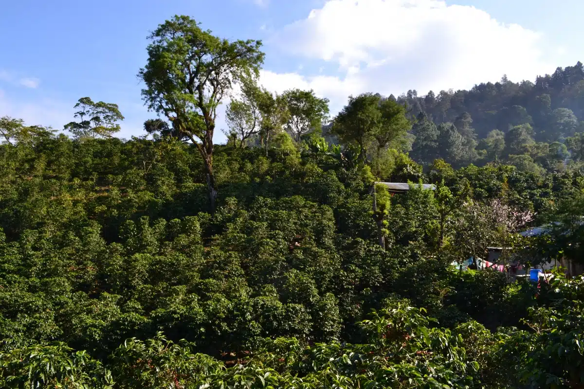 El Mirador 7