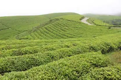 Grønn Longjing Shangba Økologisk, 125g (Lung Ching) - Bilde 2