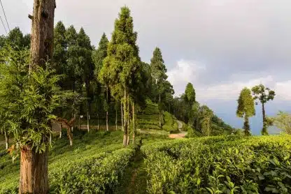 Sort Darjeeling Sourenee Økologisk, 125g - Bilde 2