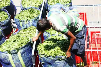 Sort Assam Haathikuli Økologisk, 125g - Bilde 2