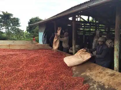 Kaffeabonnement – Sitrus og blomster – Afrika, 250g - Bilde 2