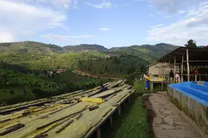 Rwanda Gitesi, 250g - Bilde 4