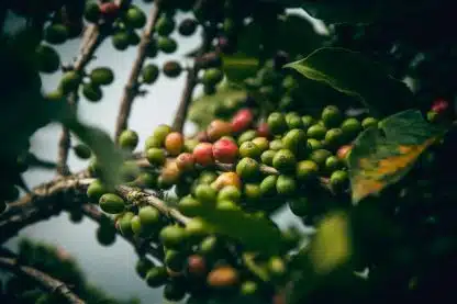 Rwanda Gitesi, 250g - Bilde 3