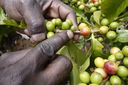 Rwanda Gitesi, 250g - Bilde 7