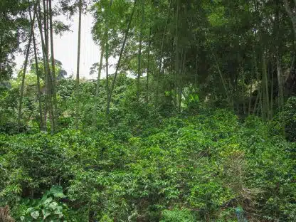 Colombia Los Veintitres decaf, 1kg - Bilde 3