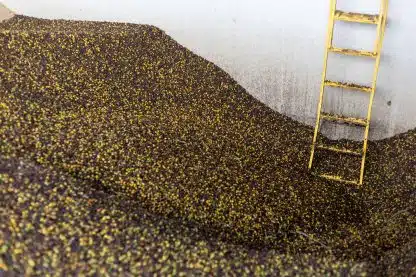 Brasil Monteiro Lobato, 1kg - Bilde 2