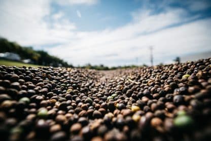 Brasil Monteiro Lobato, 1kg - Bilde 5